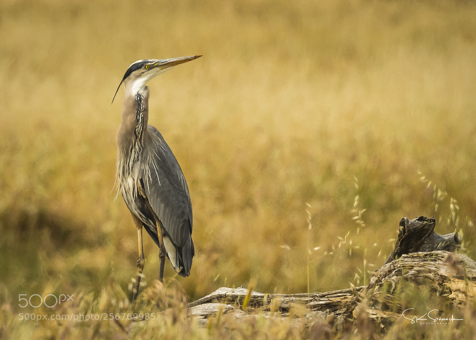 Nikon D850 sample photo. Great blue heron photography