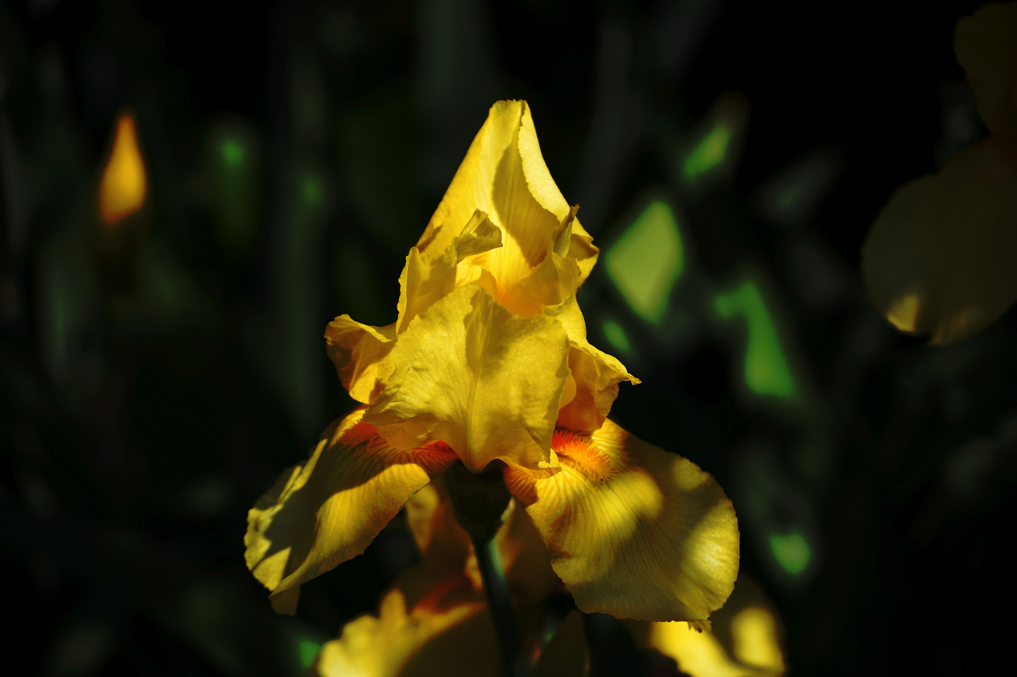 Nikon D7200 sample photo. In shade photography