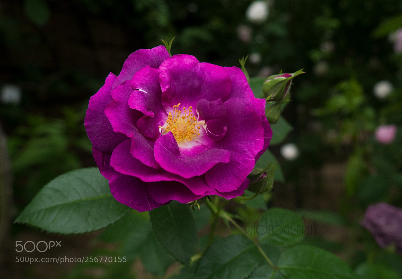 Panasonic Lumix DMC-G7 sample photo. Purple photography