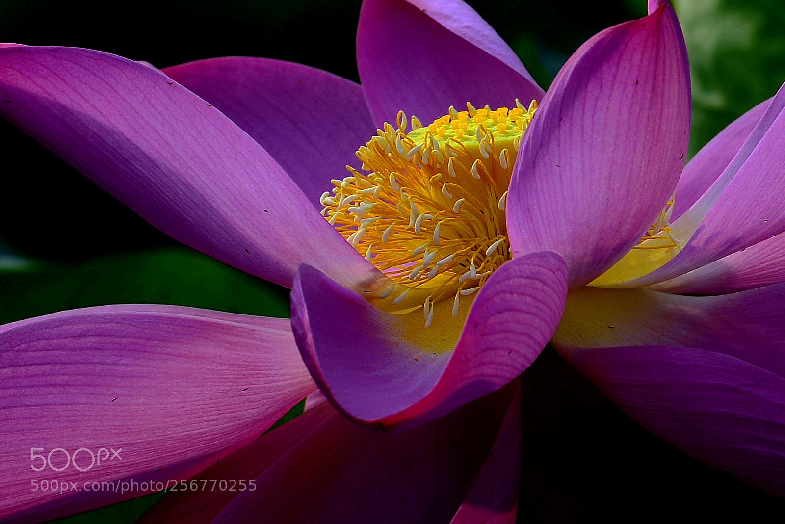Nikon D800 sample photo. Untitled photography