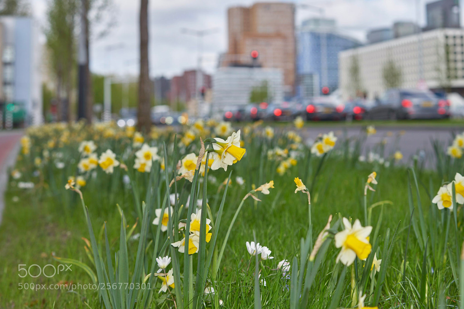 Sony a7 II sample photo. Spring time in busines photography