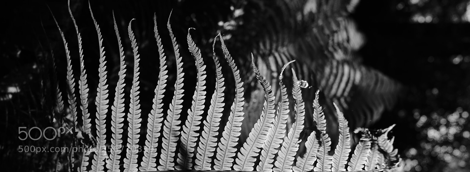 Fujifilm X-T2 sample photo. Spines photography