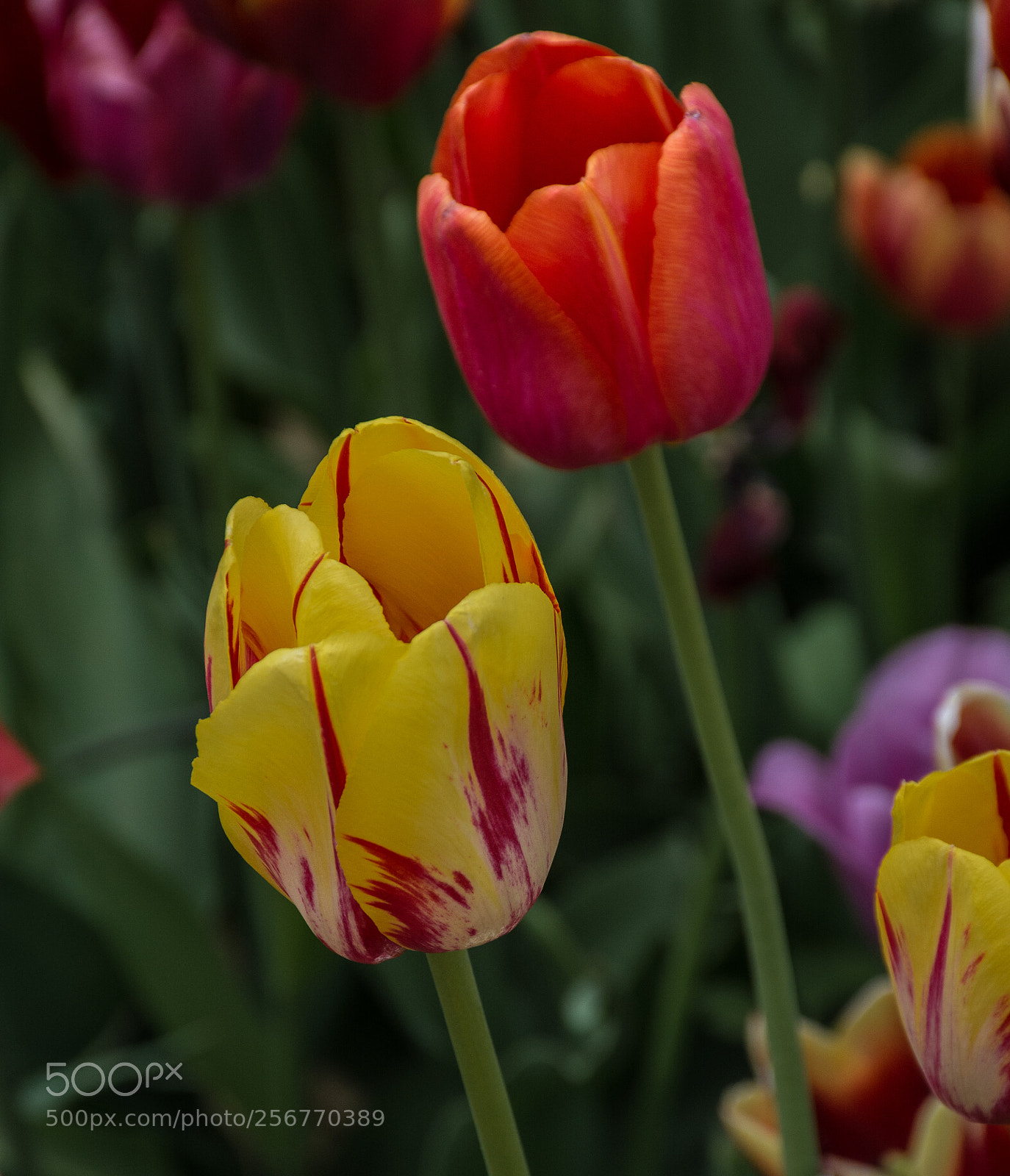 Nikon D5200 sample photo. Tulip festival nj photography