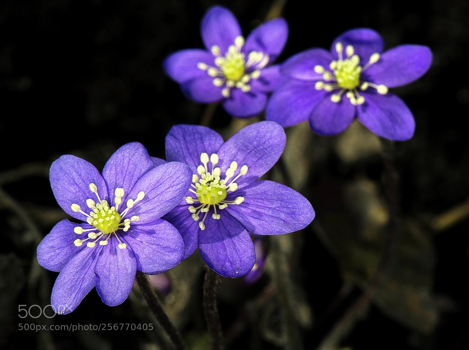 Nikon D7100 sample photo. Shining spring photography