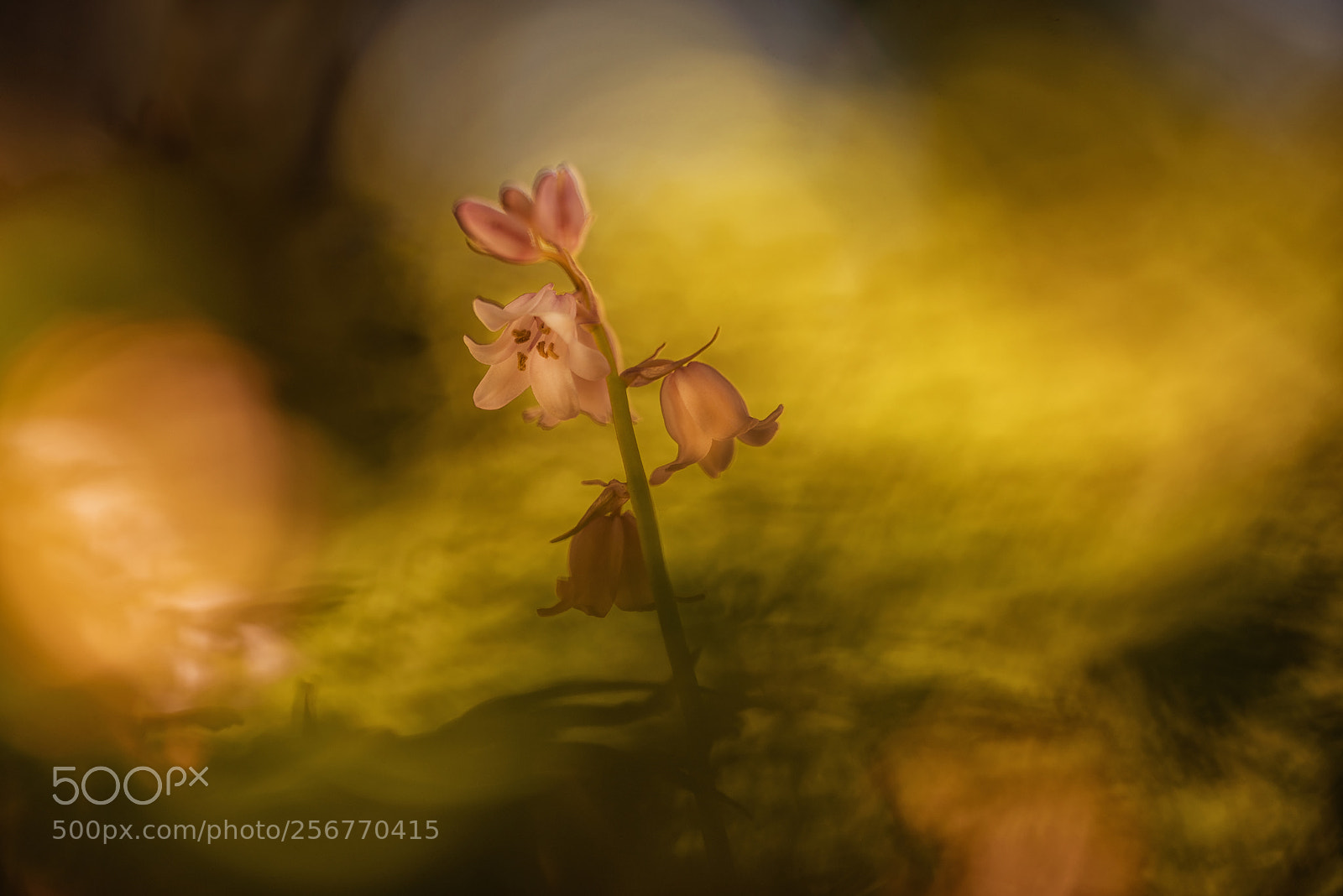 Nikon D750 sample photo. Hyacinthoides hispanica cv. photography