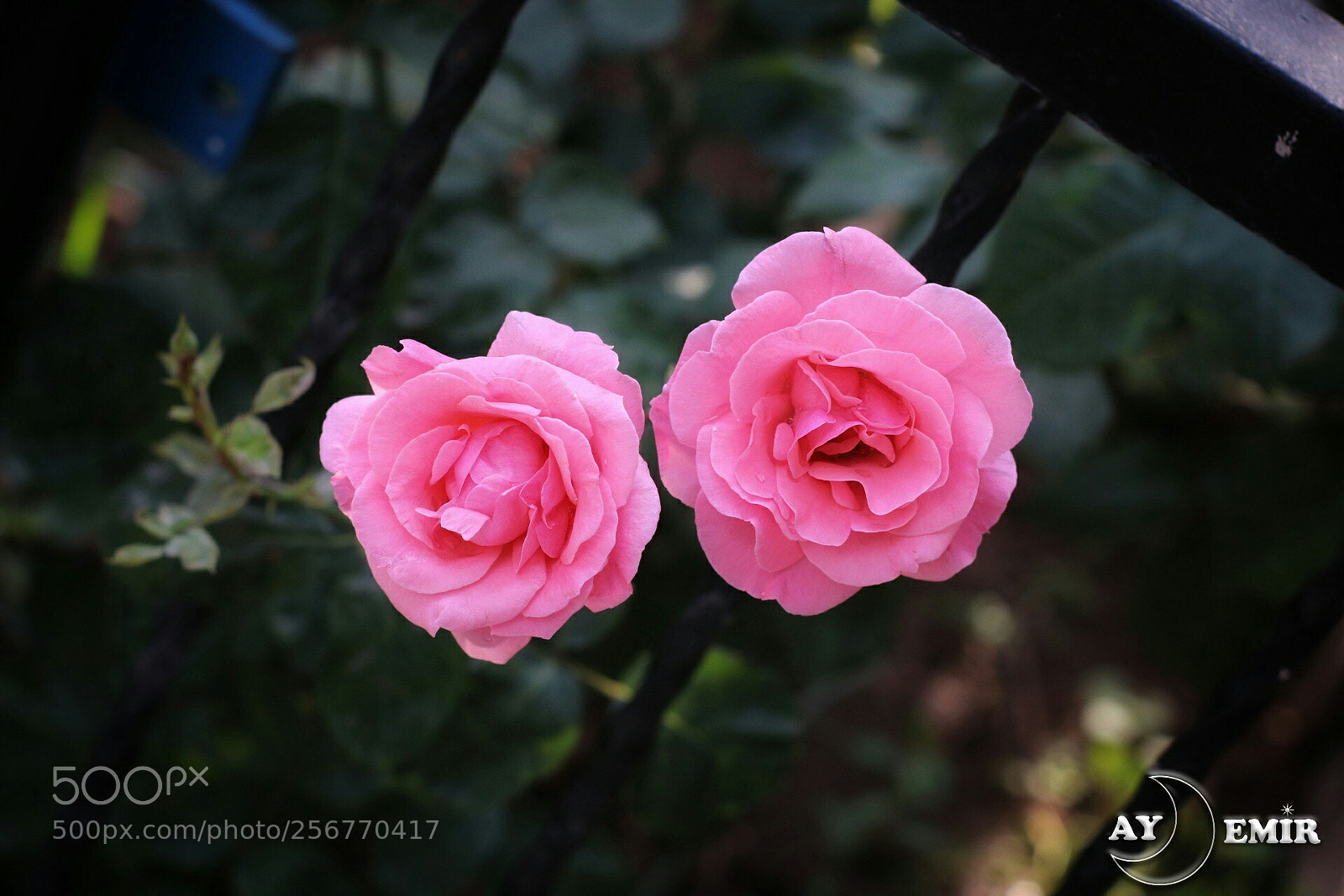 Canon EOS 750D (EOS Rebel T6i / EOS Kiss X8i) sample photo. Untitled photography