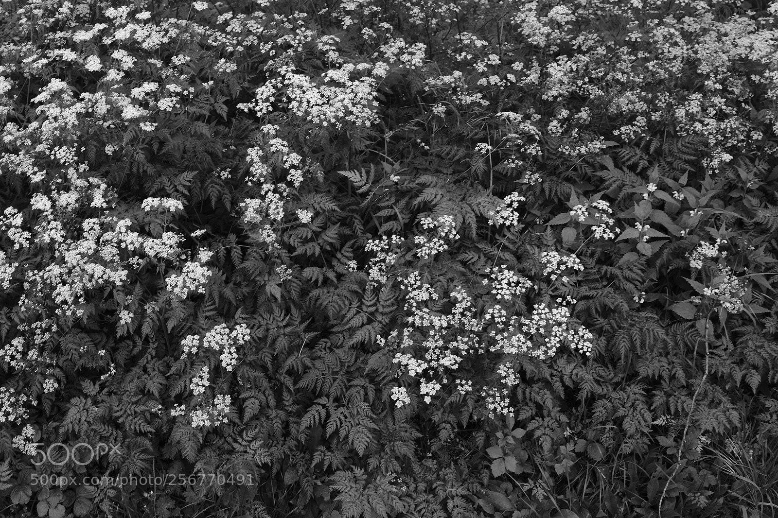 Fujifilm X-T2 sample photo. Two kinds photography
