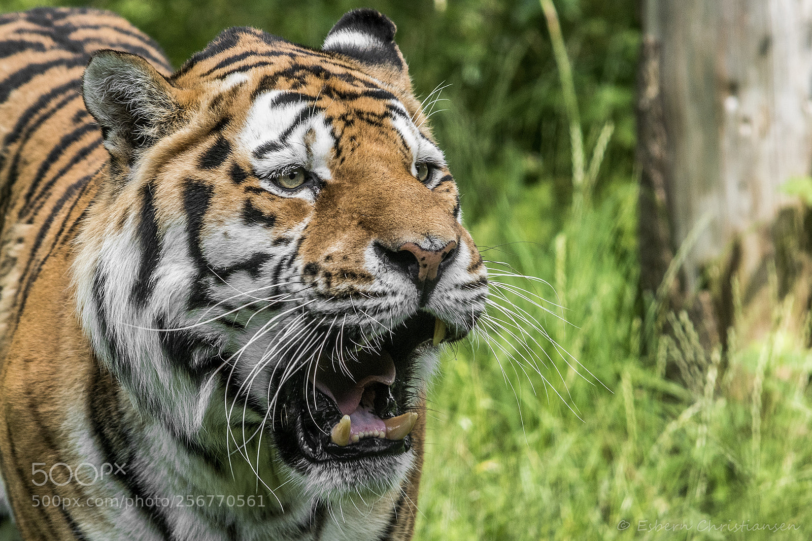 Nikon D500 sample photo. Siberian tiger photography