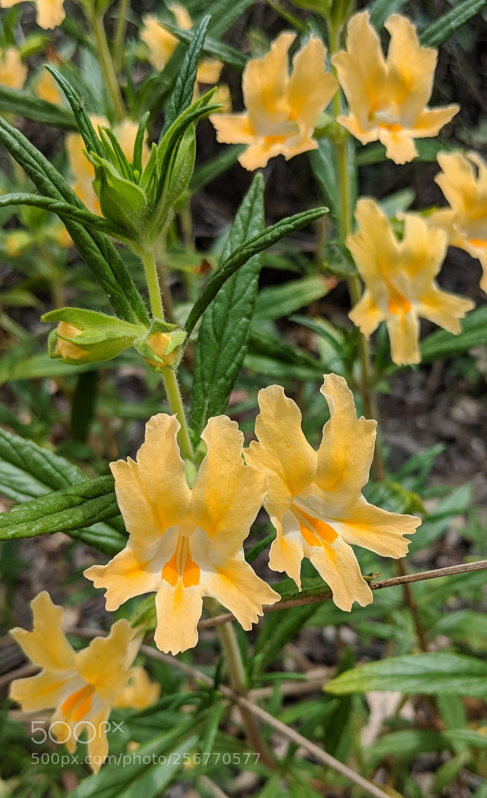 Google Pixel 2 XL sample photo. Untitled photography