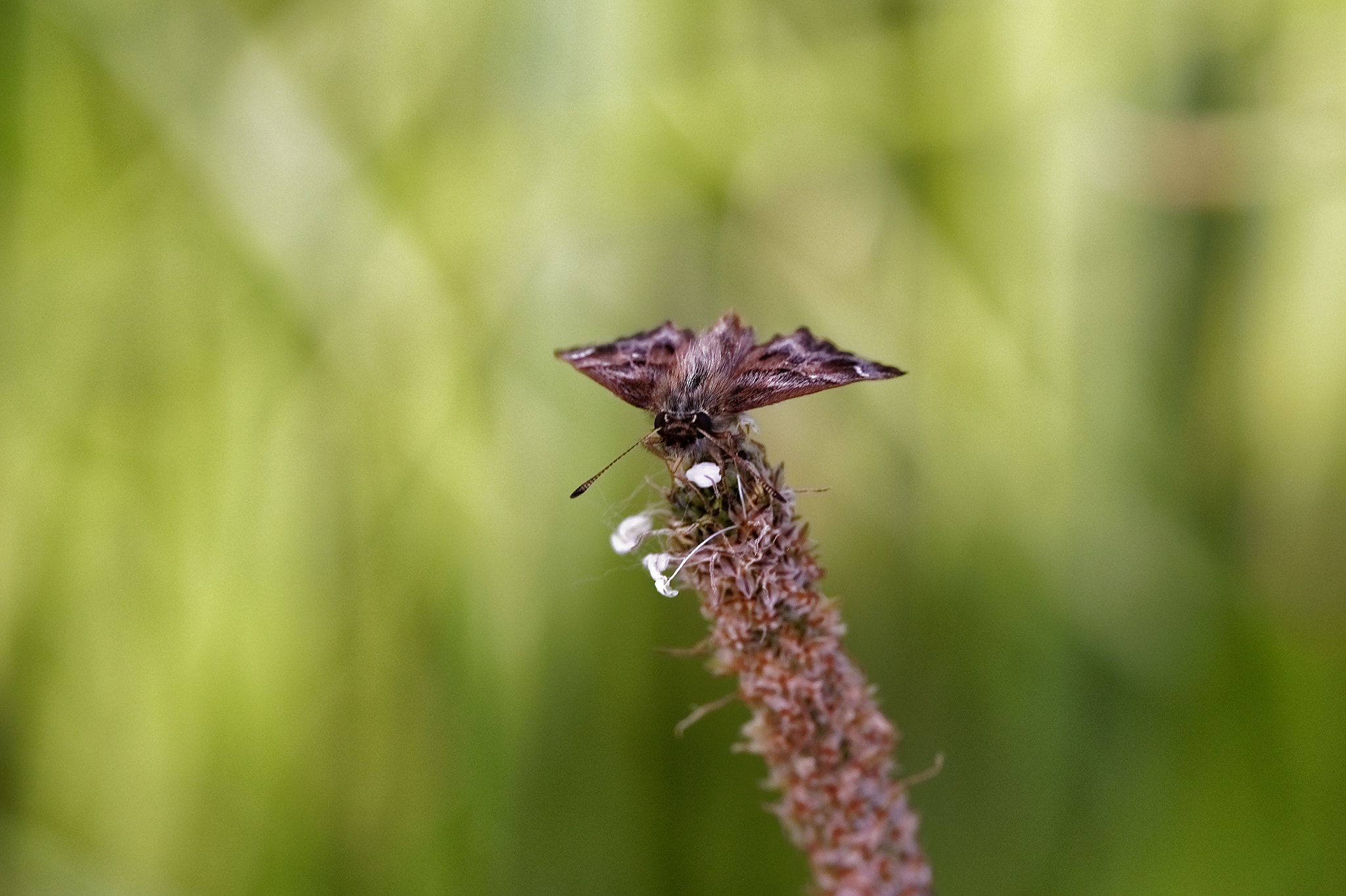 Sigma 135mm F1.8 DG HSM Art sample photo. Butterfly photography