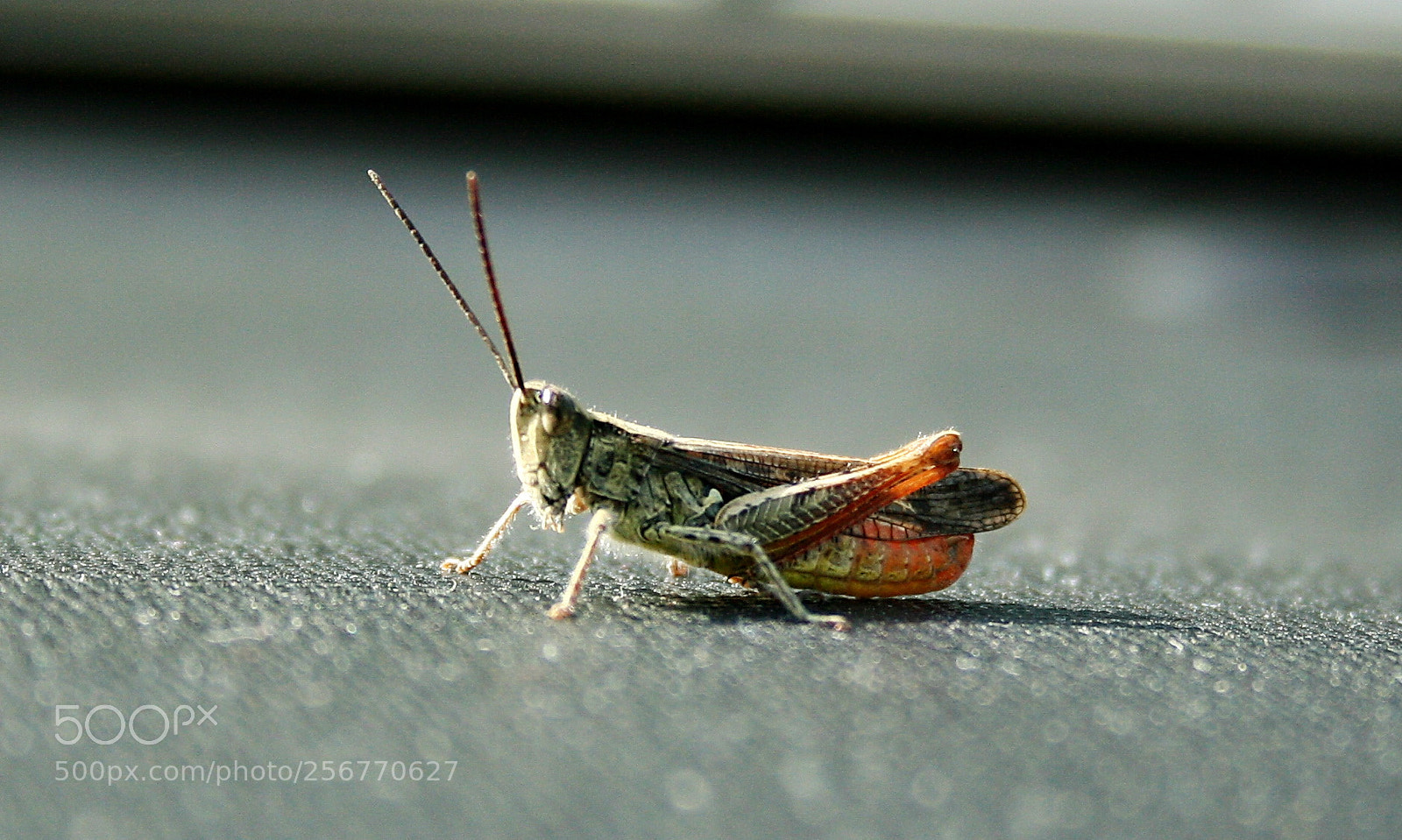 Canon EF-S 18-55mm F3.5-5.6 II sample photo. Transformer photography