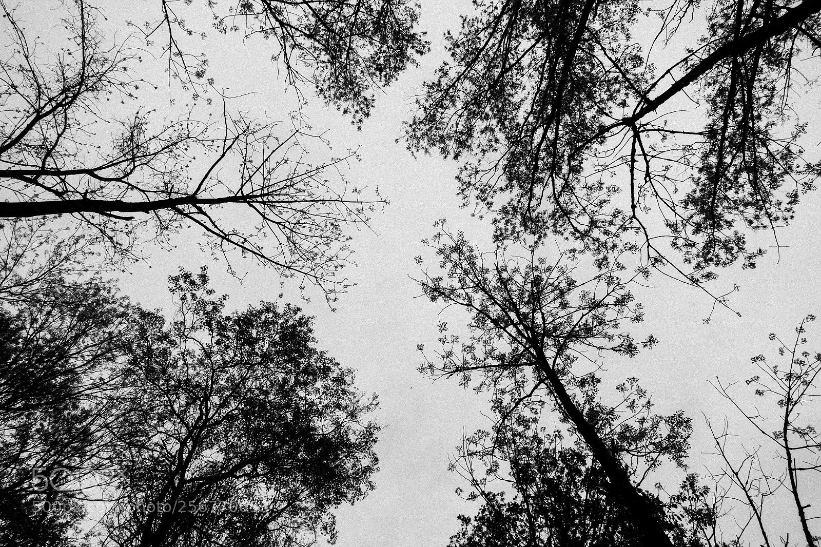 Sony DSC-RX100M5 sample photo. Somewhere above us photography