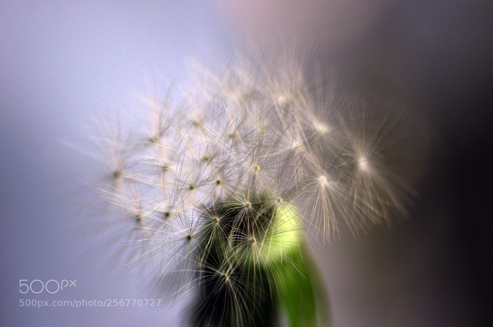 Nikon D90 sample photo. Vegetal fireworks 3 photography