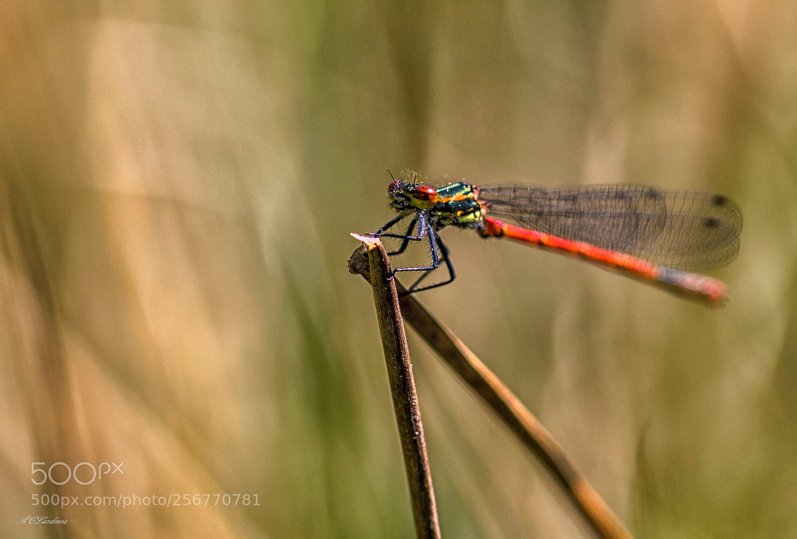 Canon EOS 5D Mark IV sample photo. Petite nymphe photography