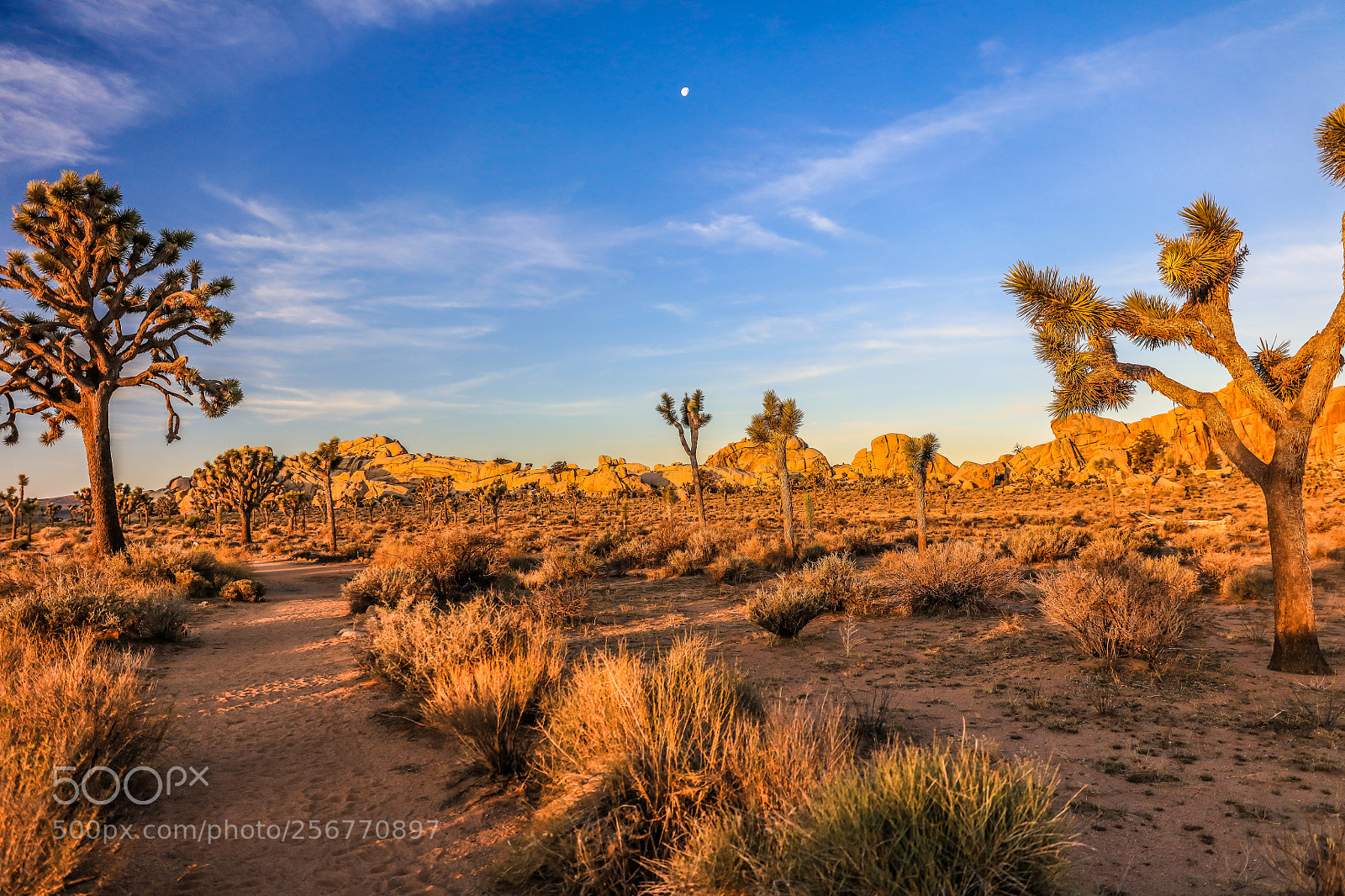 Canon EOS 5DS R sample photo. Moon over joshua tree photography