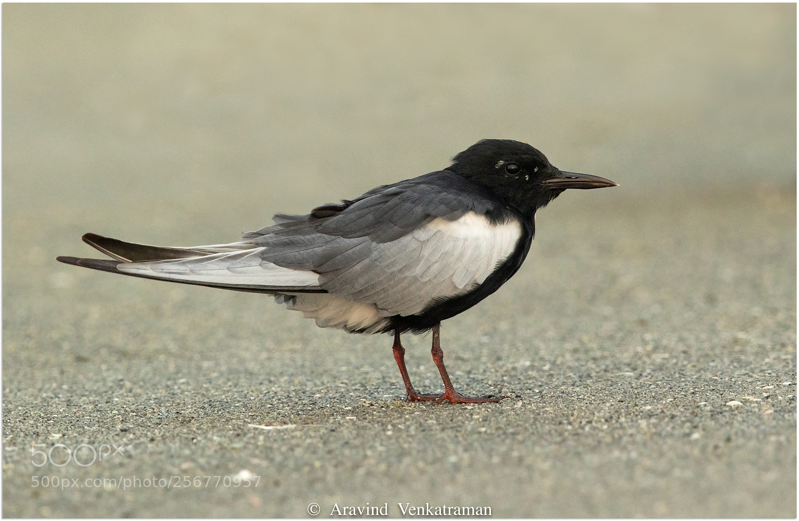 Canon EOS 7D Mark II sample photo. White winged tern photography