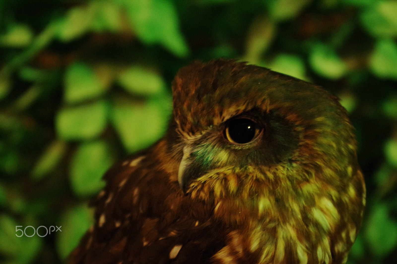 Pentax K-S1 sample photo. Owl photography