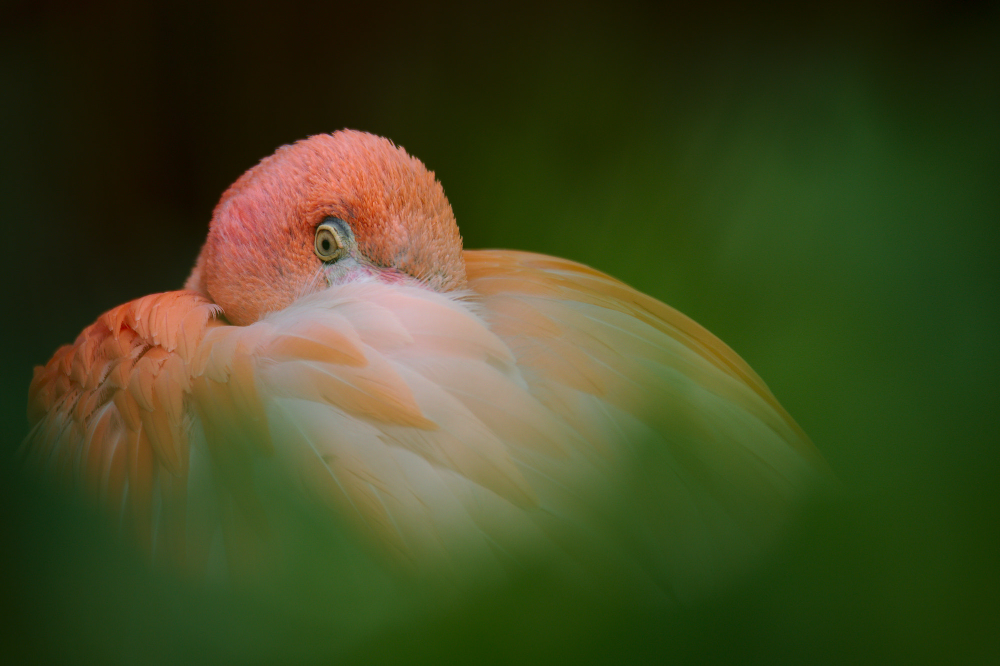 Canon EOS 6D Mark II sample photo. Flamingo photography