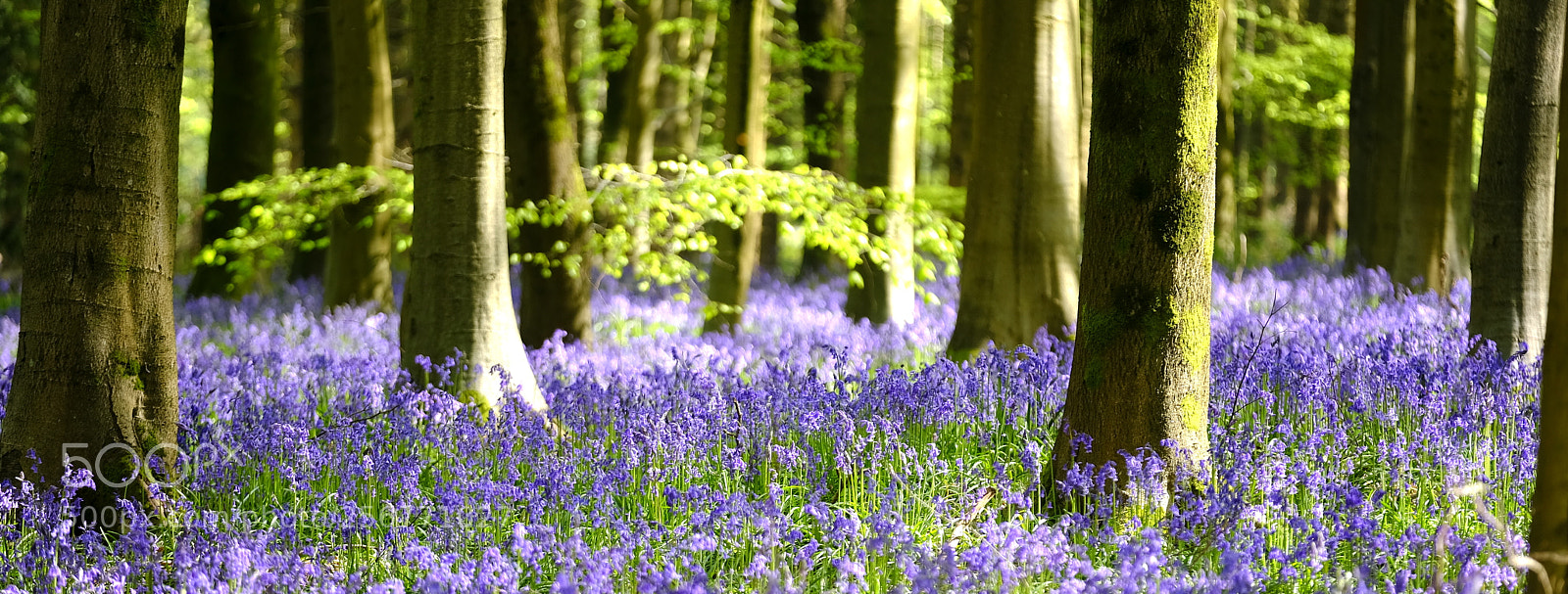 Fujifilm X-H1 sample photo. Purple & green photography