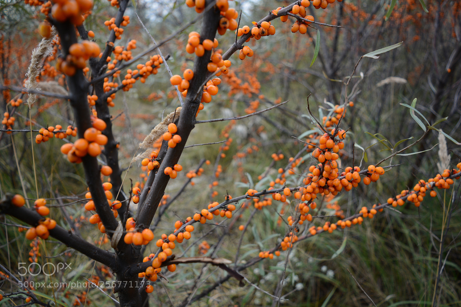 Nikon D5200 sample photo. Untitled photography