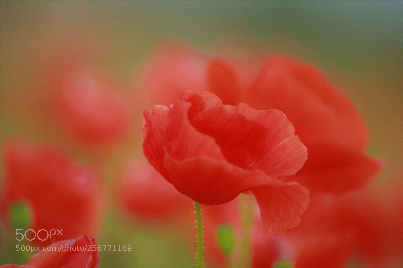 Canon EOS 1200D (EOS Rebel T5 / EOS Kiss X70 / EOS Hi) sample photo. Rosso papavero photography