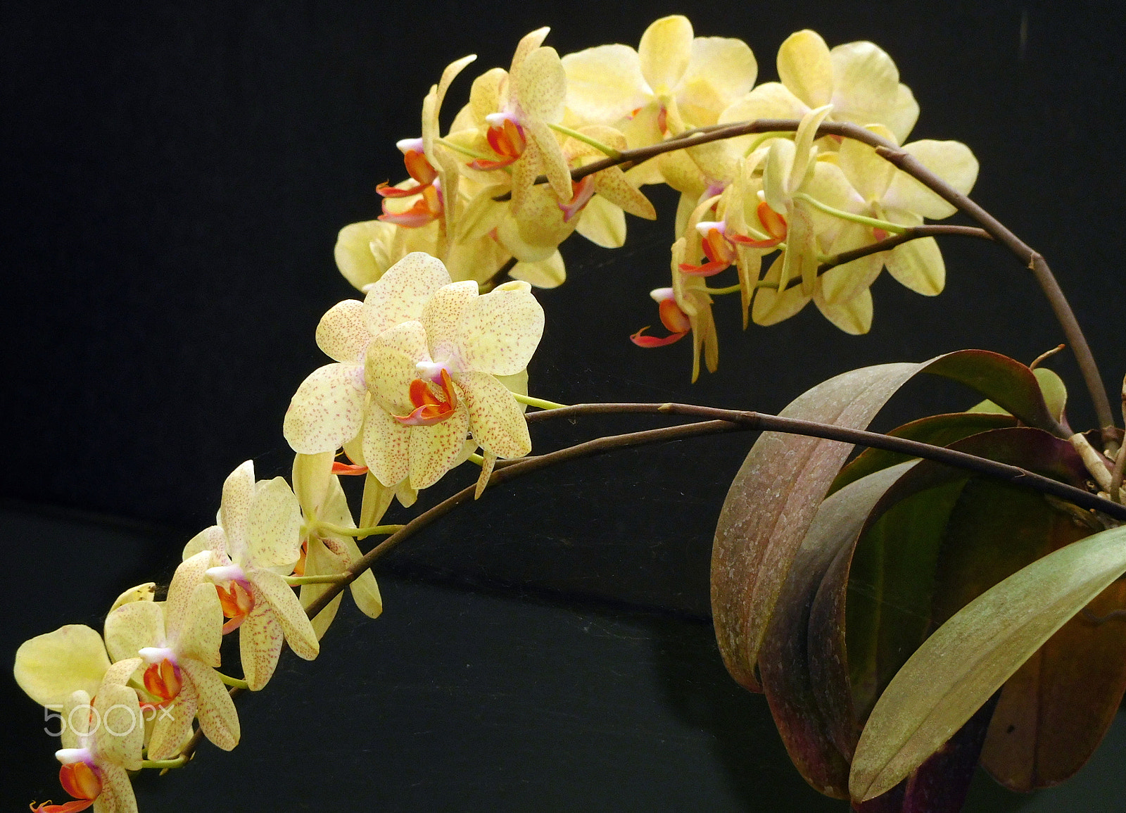 Nikon Coolpix S7000 sample photo. Floral cascade photography