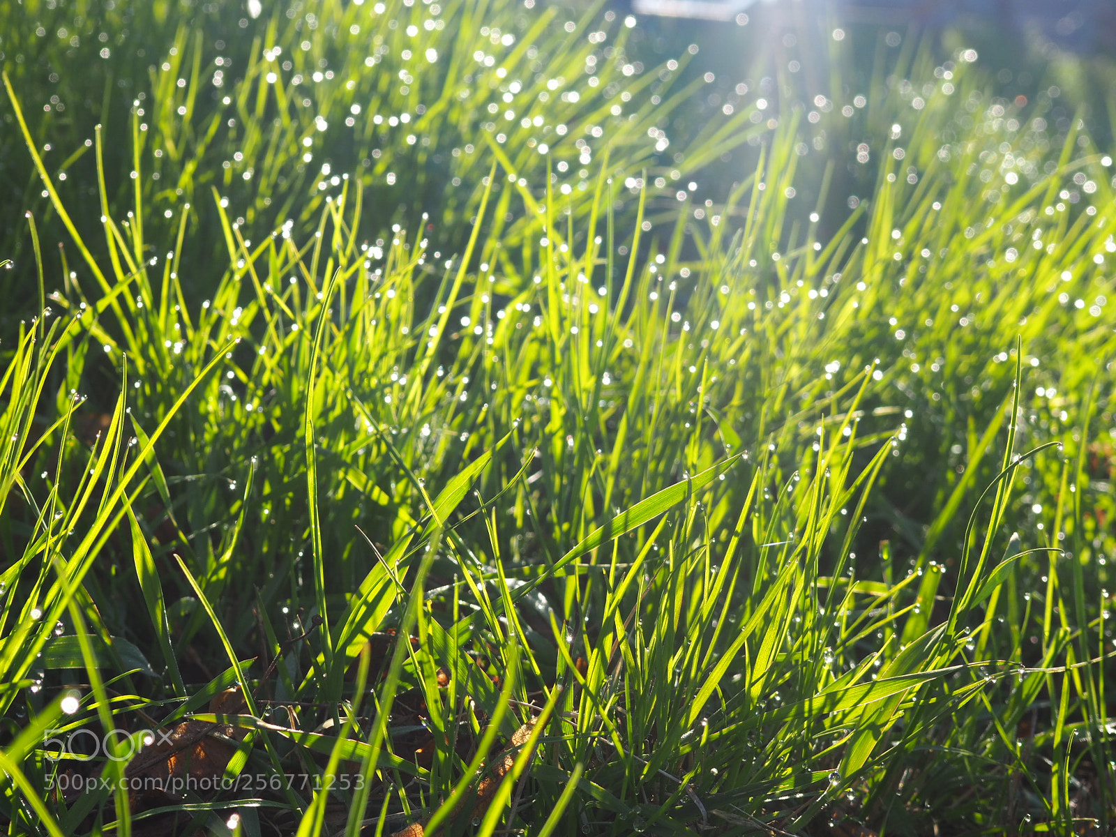 Olympus OM-D E-M10 II sample photo. Morning dew photography