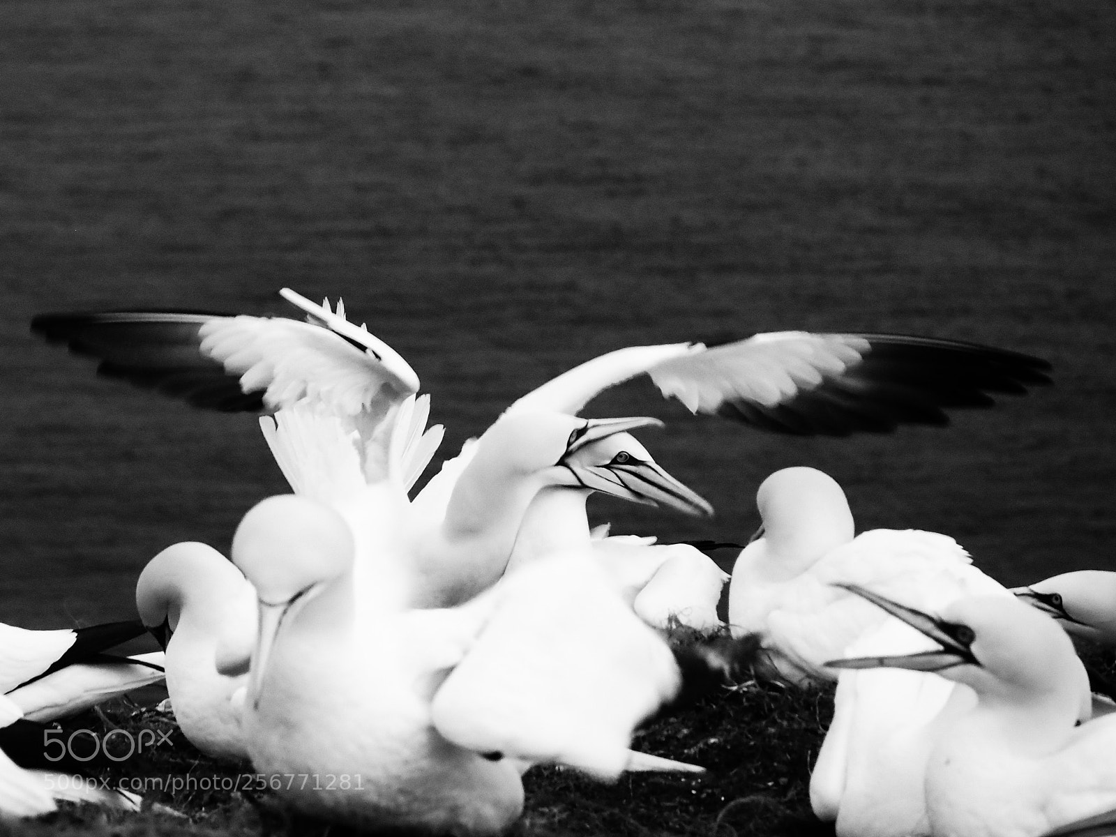 Olympus PEN-F sample photo. Tenderness photography