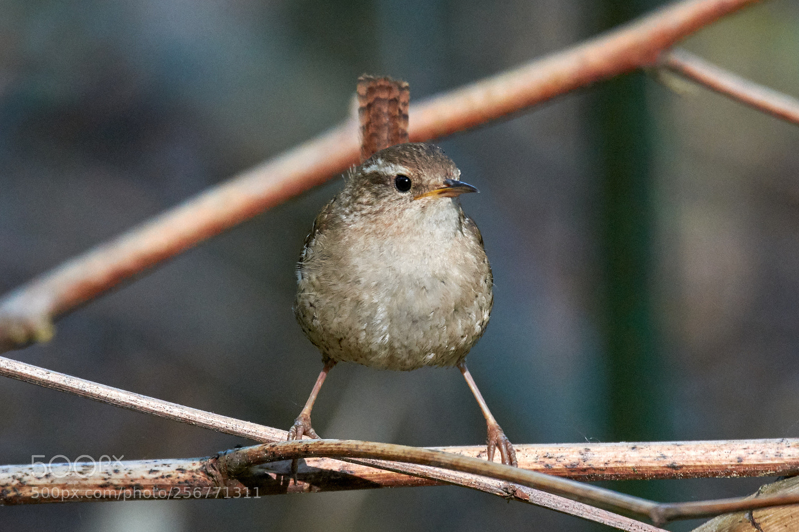 Nikon D7200 sample photo. Wren photography