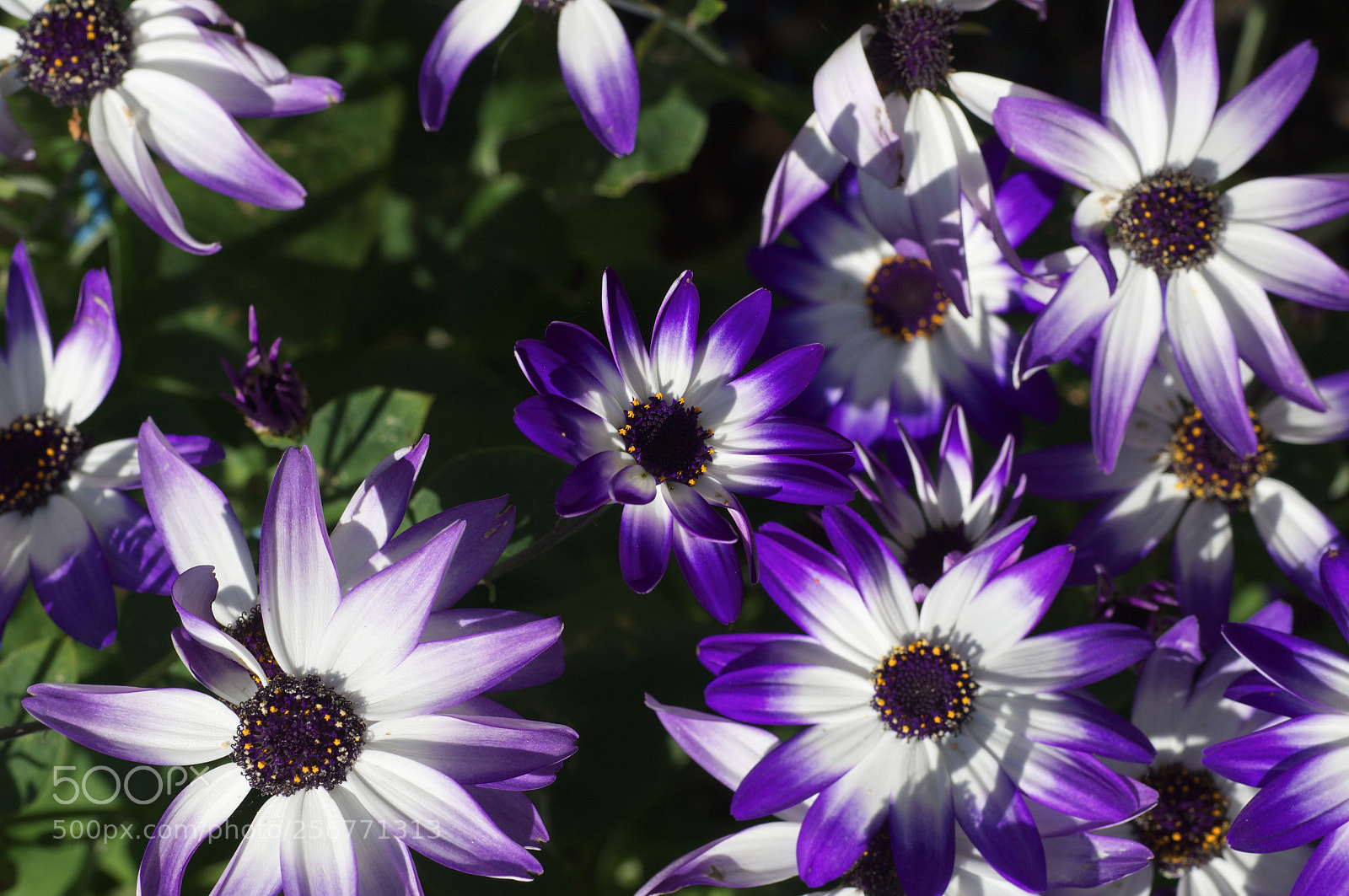 Sony SLT-A37 sample photo. Mums pollen photography