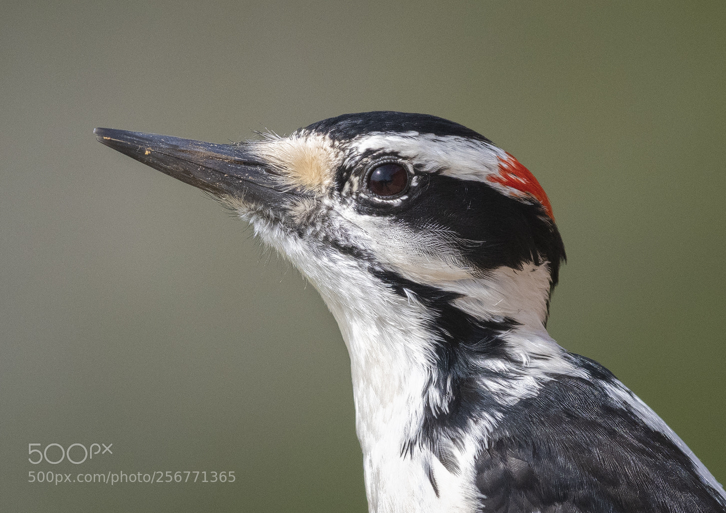 Nikon D850 sample photo. Downy woodpecker photography