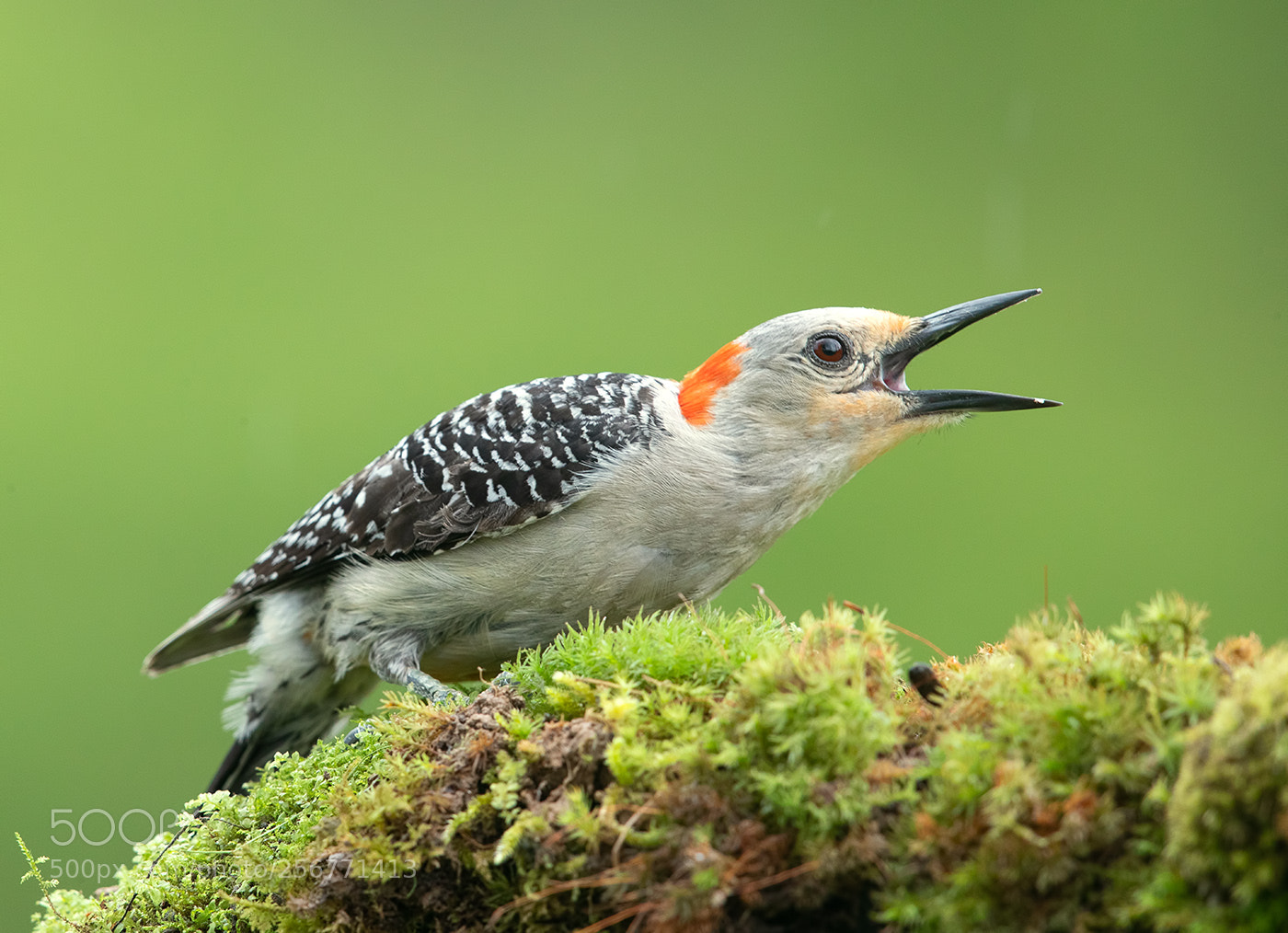 Canon EOS-1D X Mark II sample photo. Red-bellied woodpecker female photography