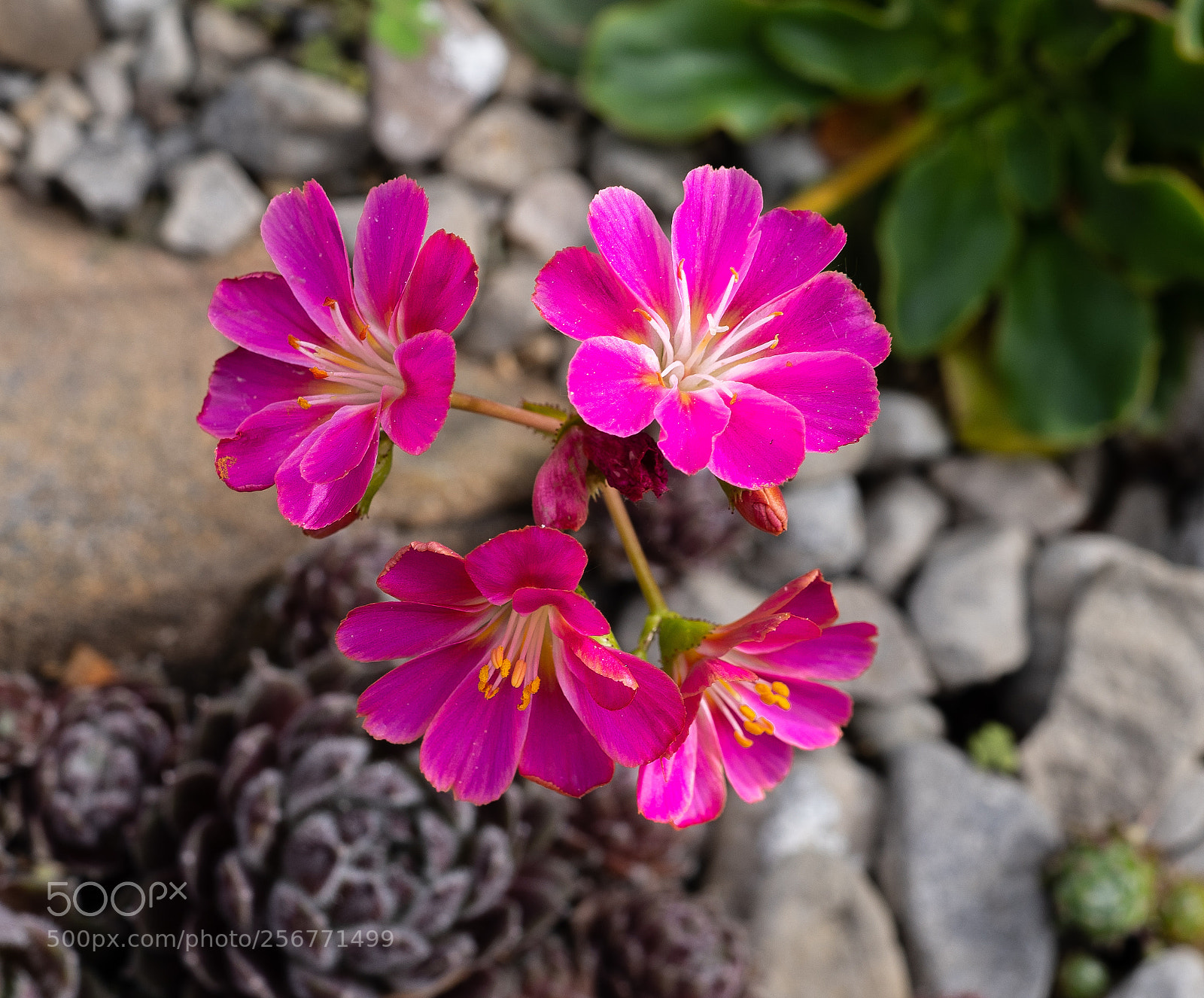 Sony a7 III sample photo. Flowers in the rocks photography