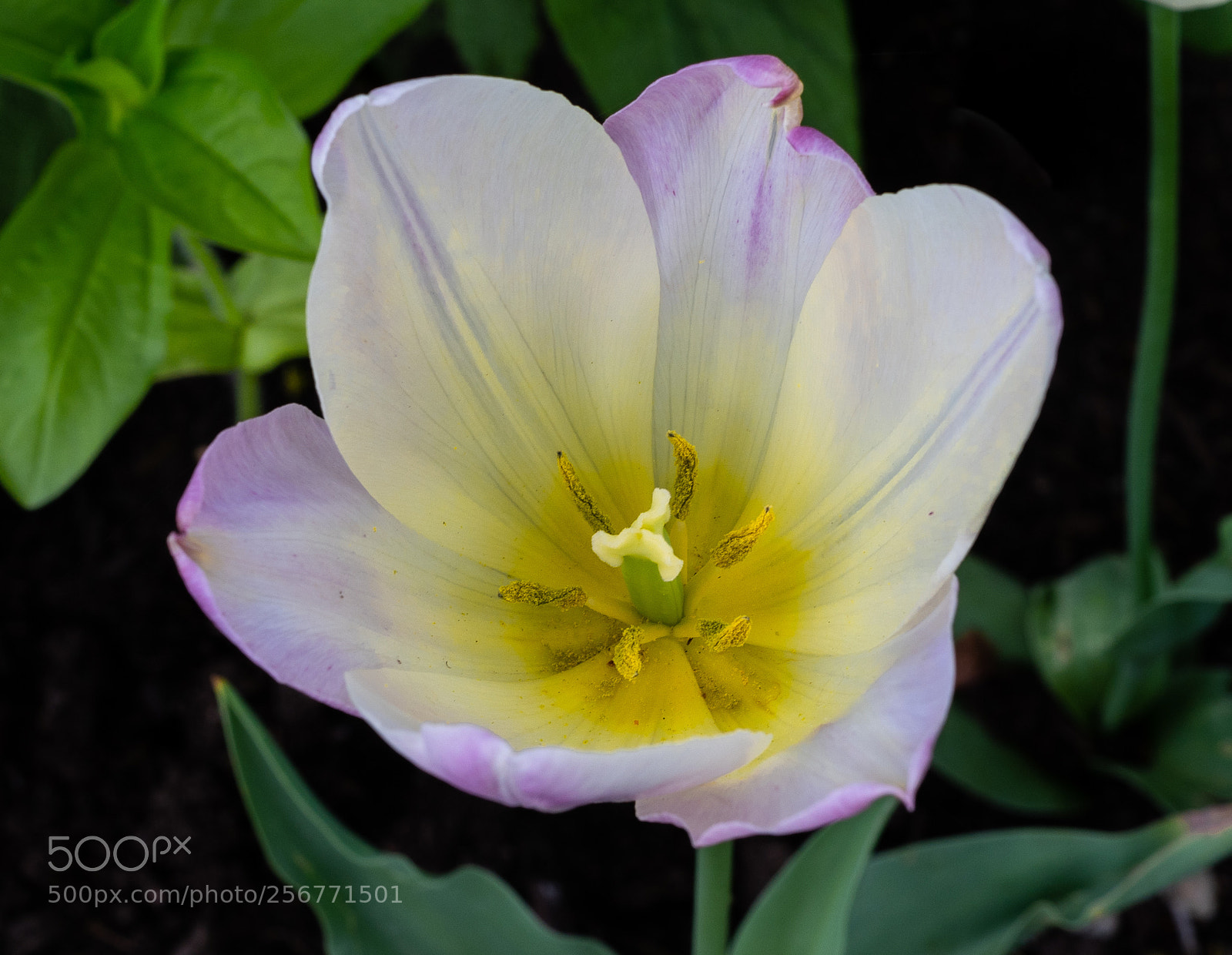 Sony a7 III sample photo. Just a tulip photography