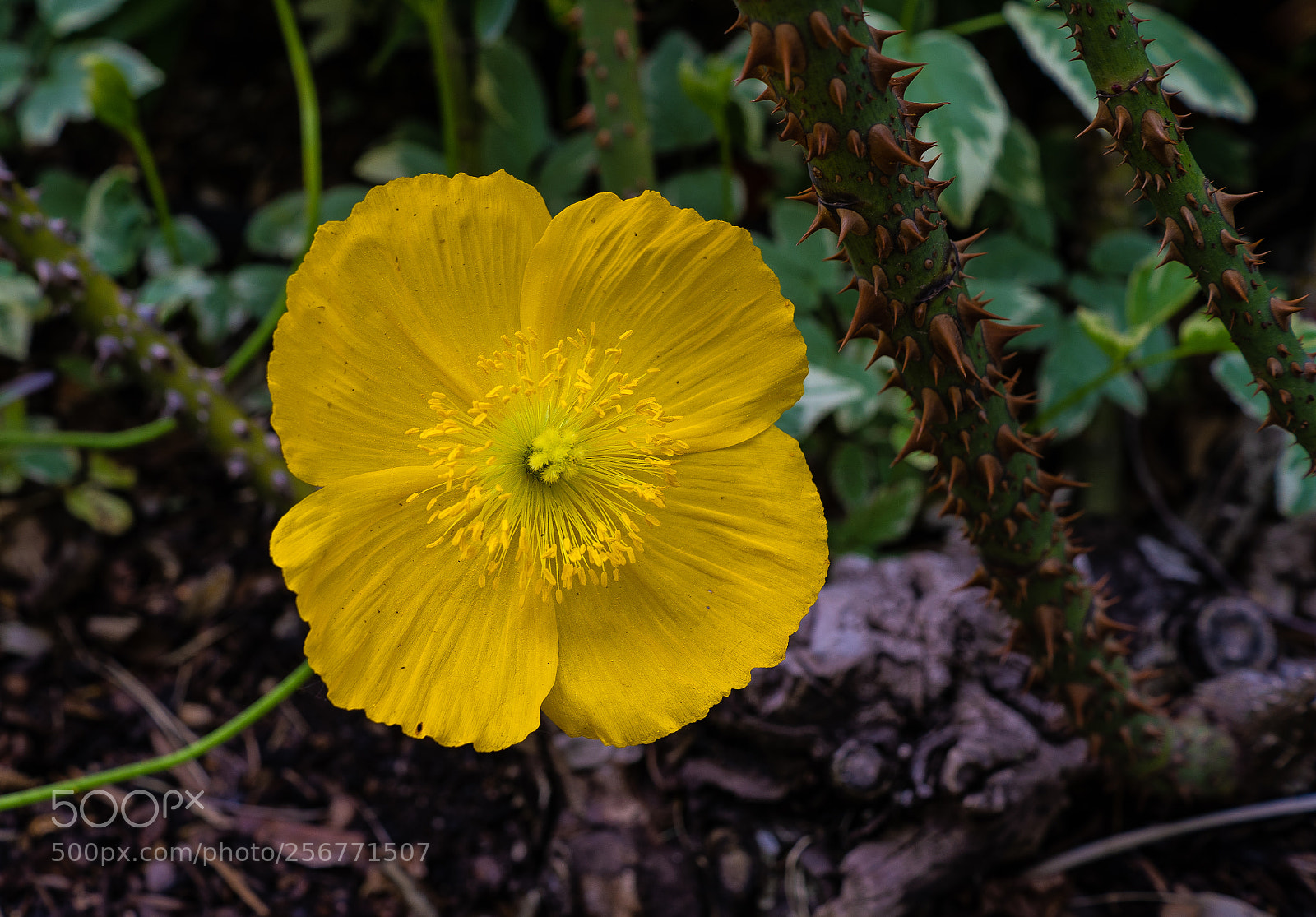 Sony a7 III sample photo. A flower in the photography