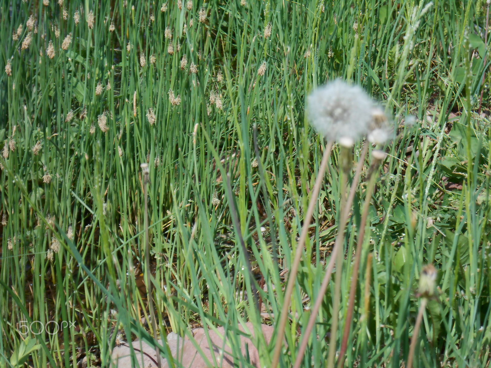 Nikon COOLPIX S2700 sample photo. Maslacak/dandelion photography