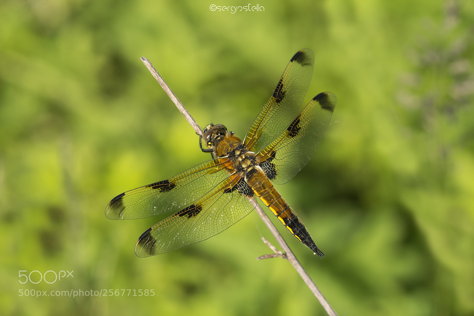 Nikon D610 sample photo. The four-spotted chaser _____ photography