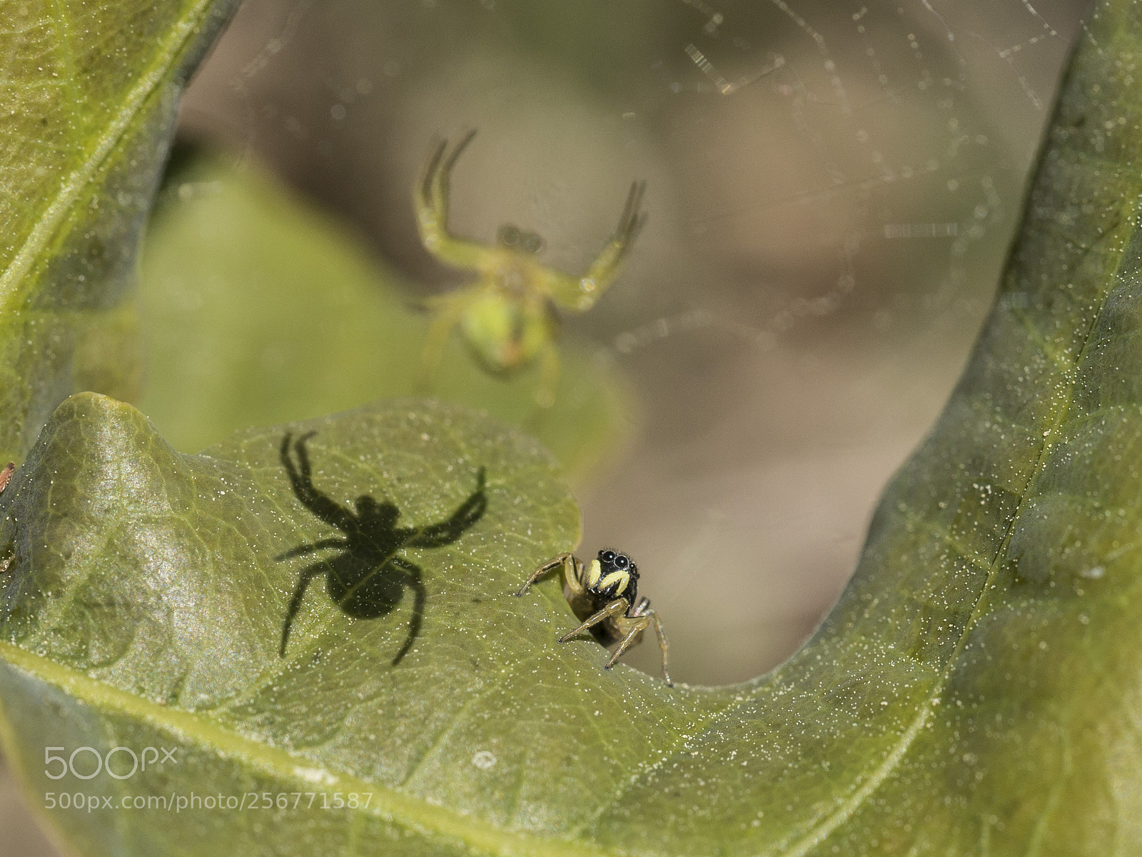 Panasonic Lumix DMC-G6 sample photo. Waaaahhhh - a spider!!!!! photography