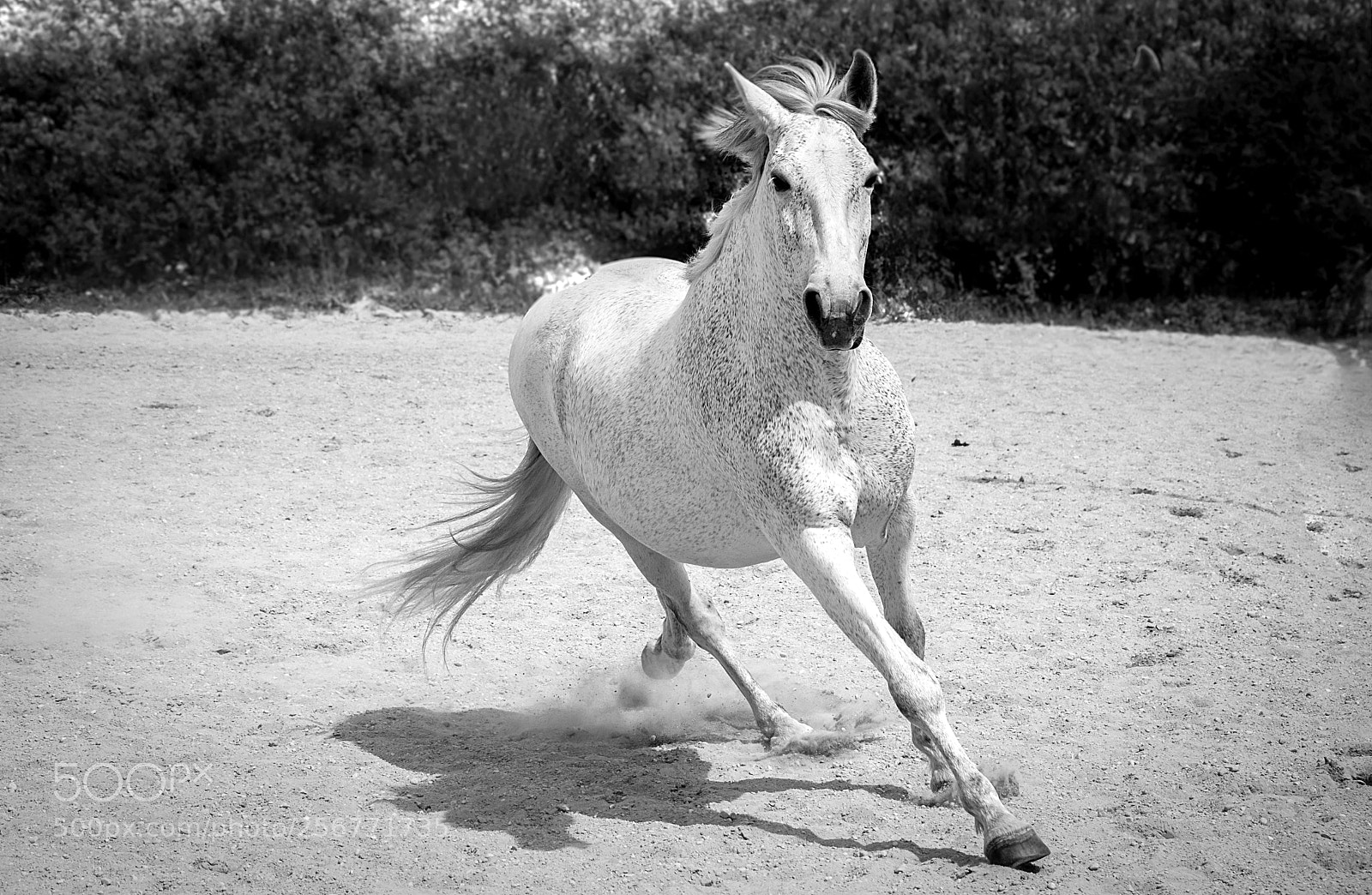 Nikon D3300 sample photo. Black + white photography