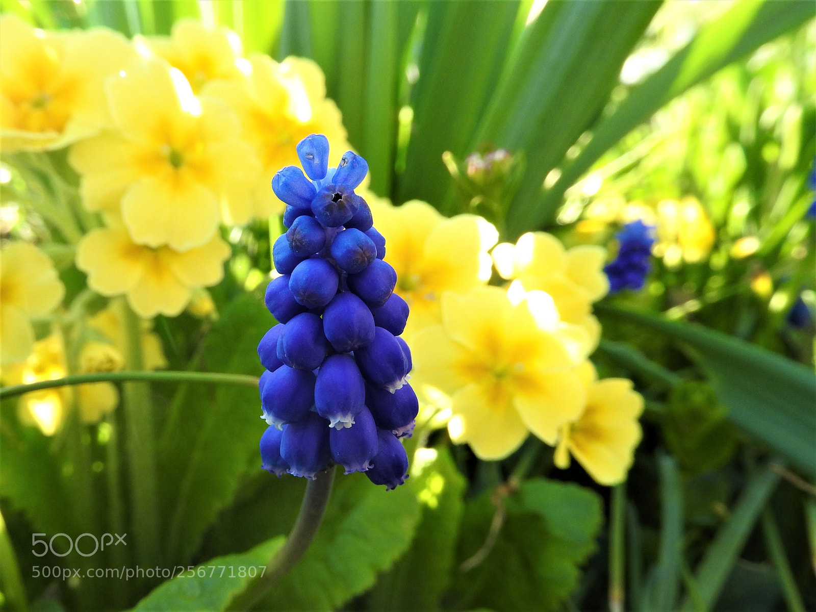 Nikon Coolpix P610 sample photo. Muscari neglectum photography