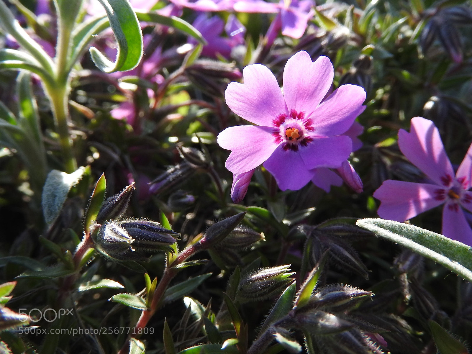 Nikon Coolpix P610 sample photo. Phlox paniculata photography