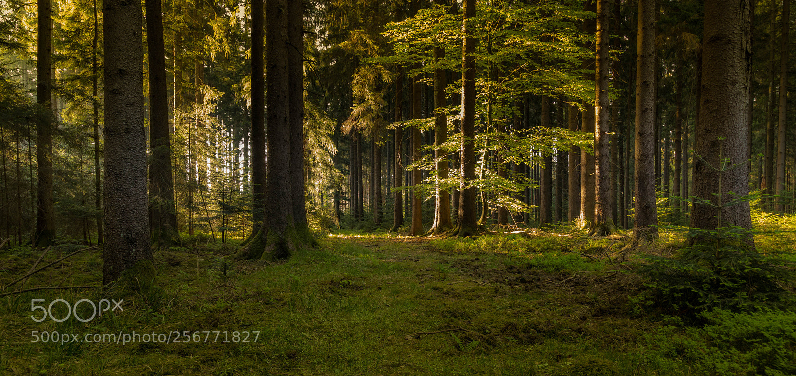 Canon EOS 5D Mark IV sample photo. Black forest photography