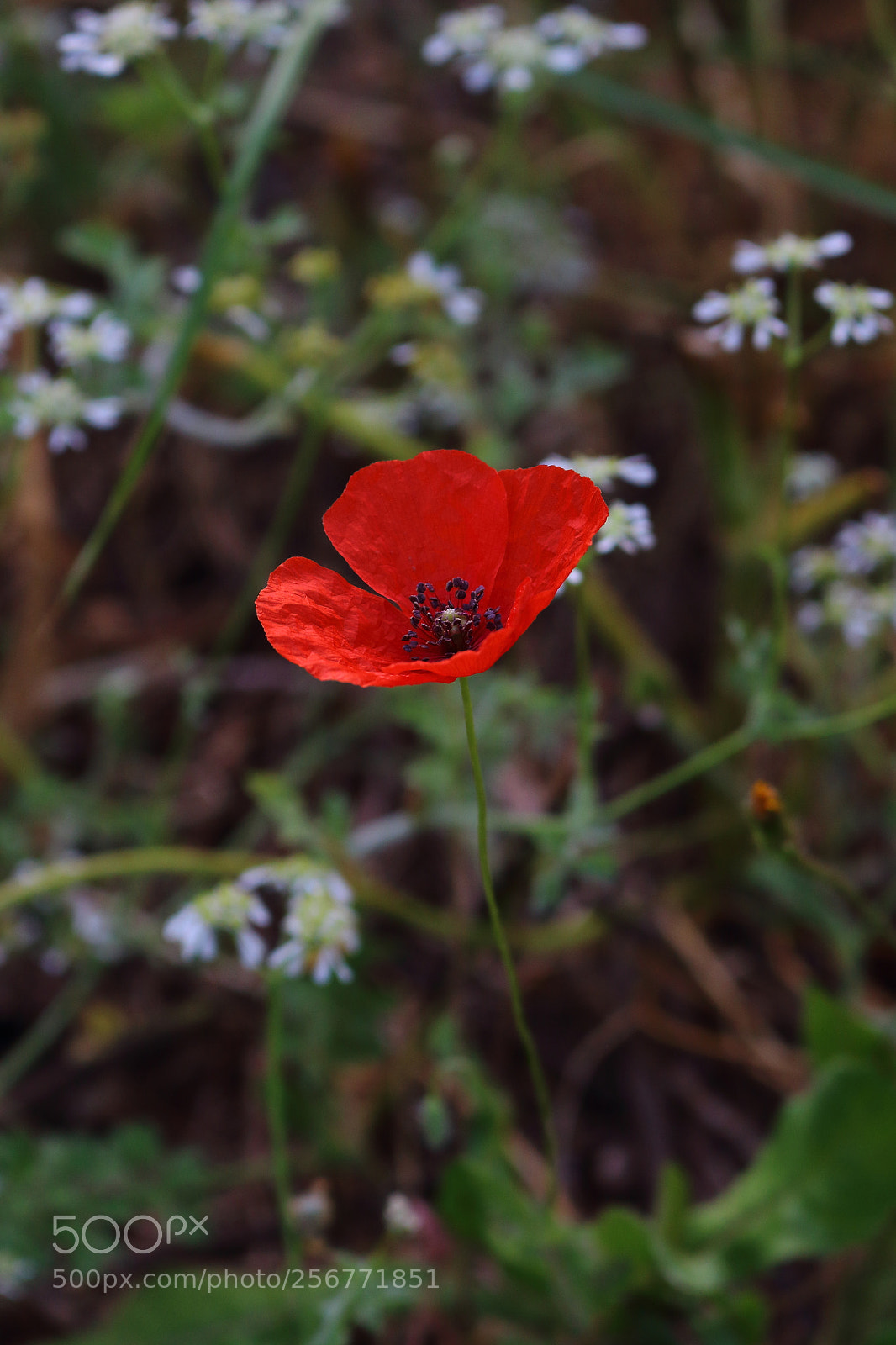 Canon EOS 700D (EOS Rebel T5i / EOS Kiss X7i) sample photo. Poppy photography