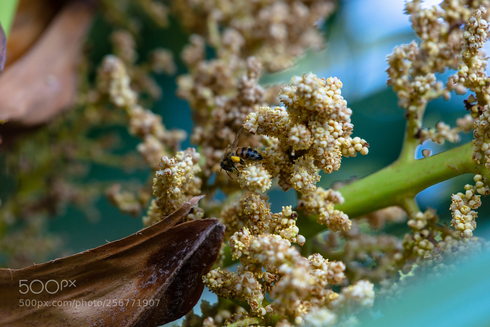 Nikon D800 sample photo. Honey bee and flowers photography