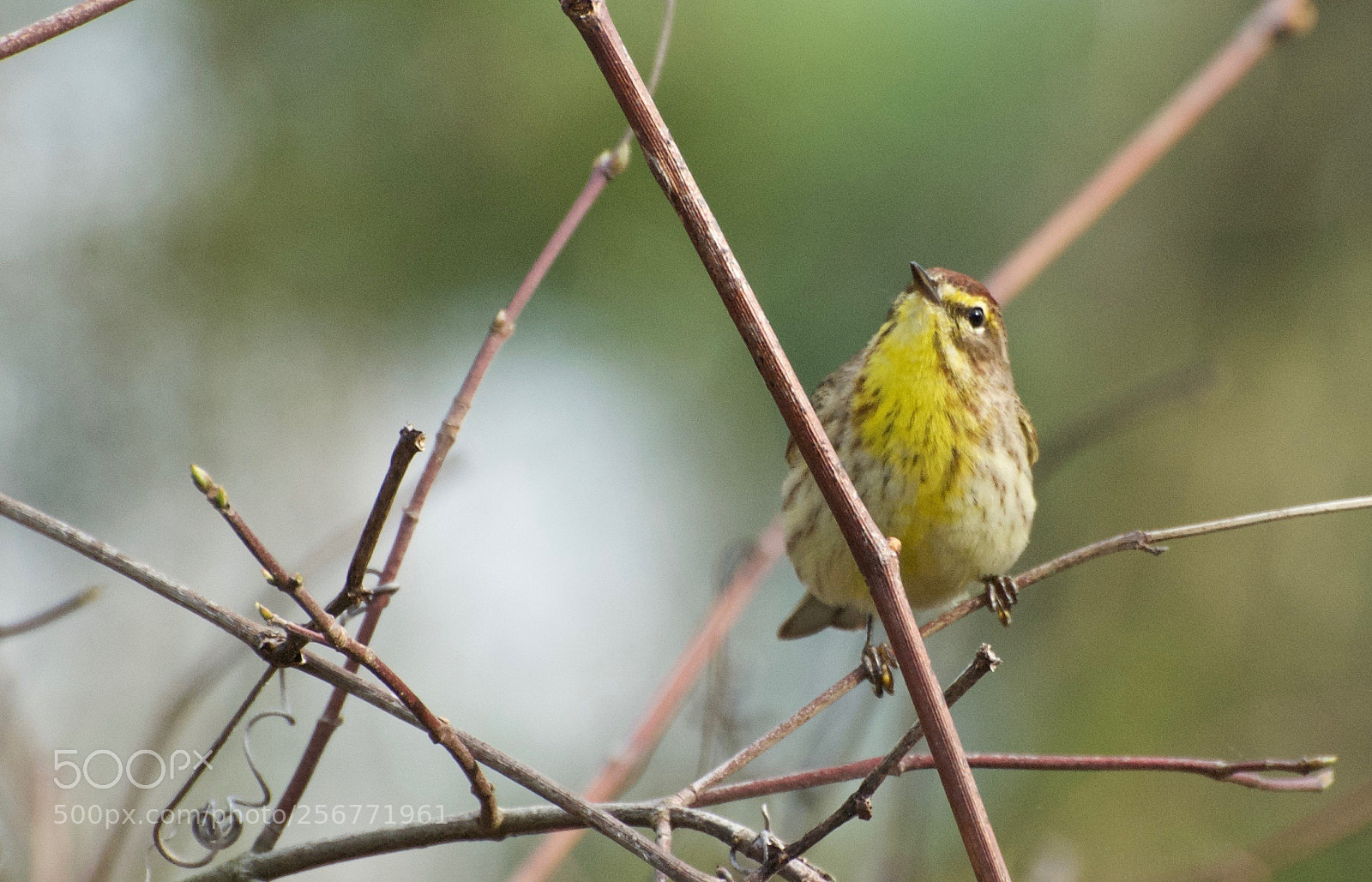 Nikon D80 sample photo. Palm warbler photography