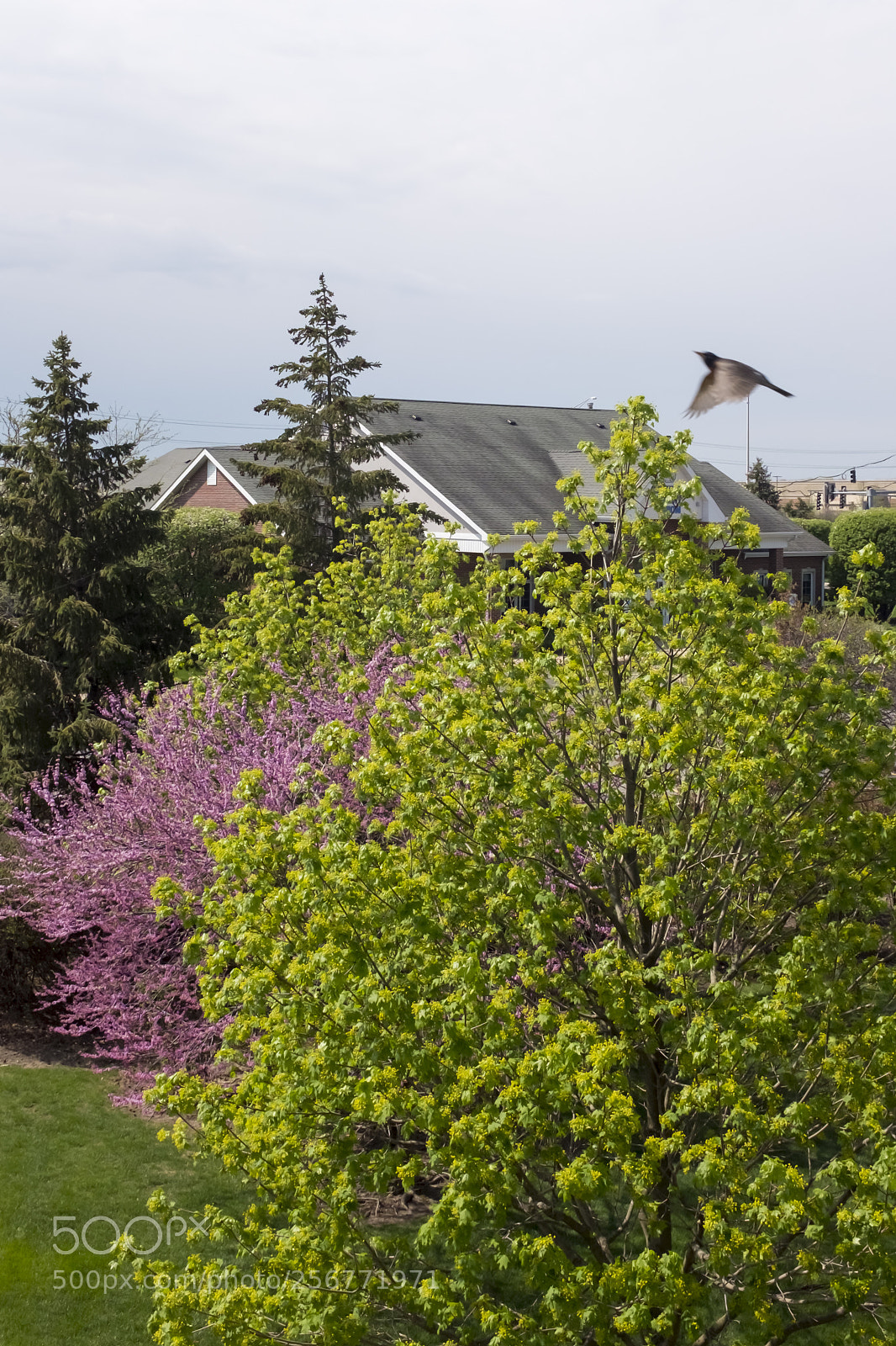 Fujifilm X100S sample photo. Redbud with robin photography