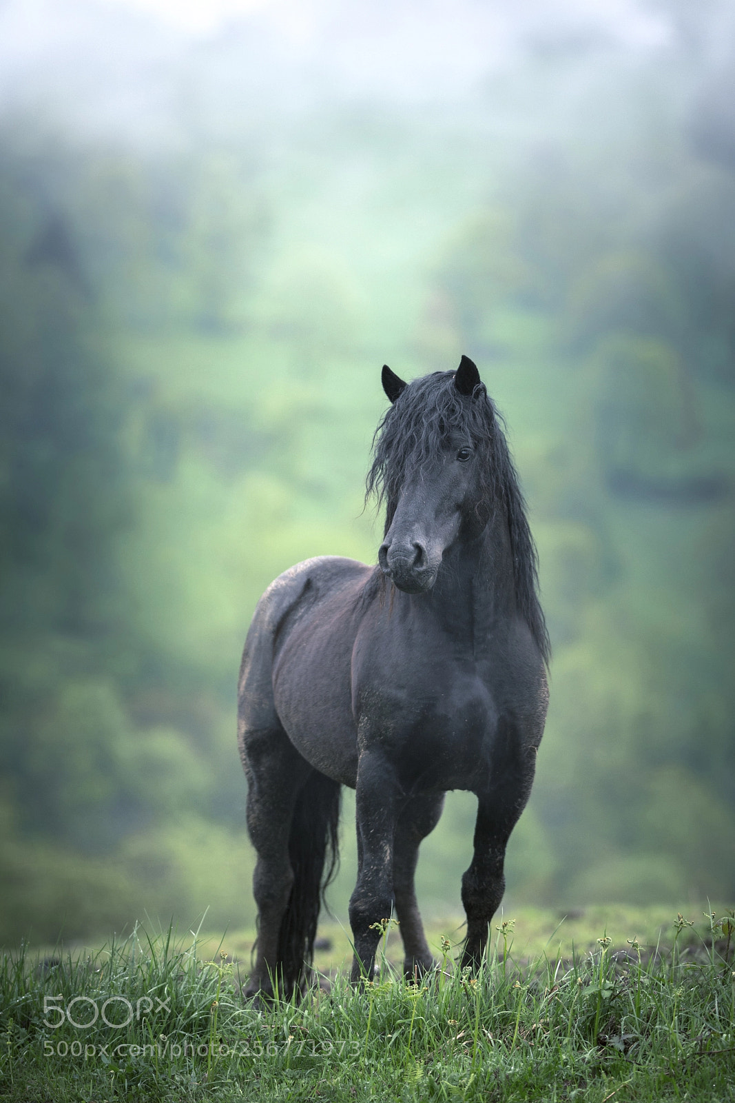 Nikon D7200 sample photo. Stallion photography