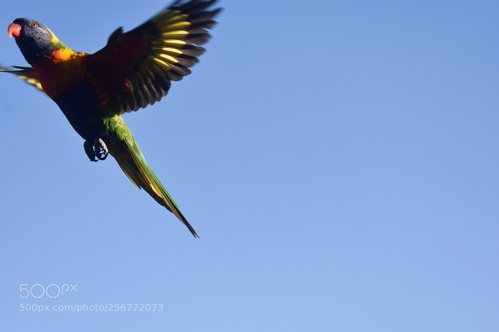 Nikon D3400 sample photo. Up, up and away photography