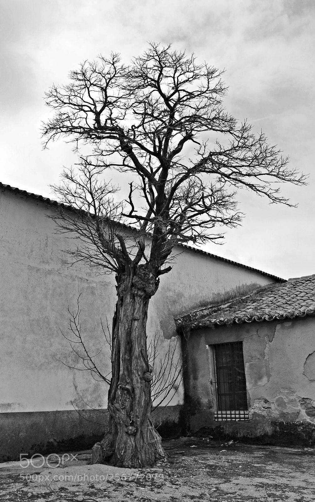 Canon EOS 1300D (EOS Rebel T6 / EOS Kiss X80) sample photo. Árbol en soledad photography