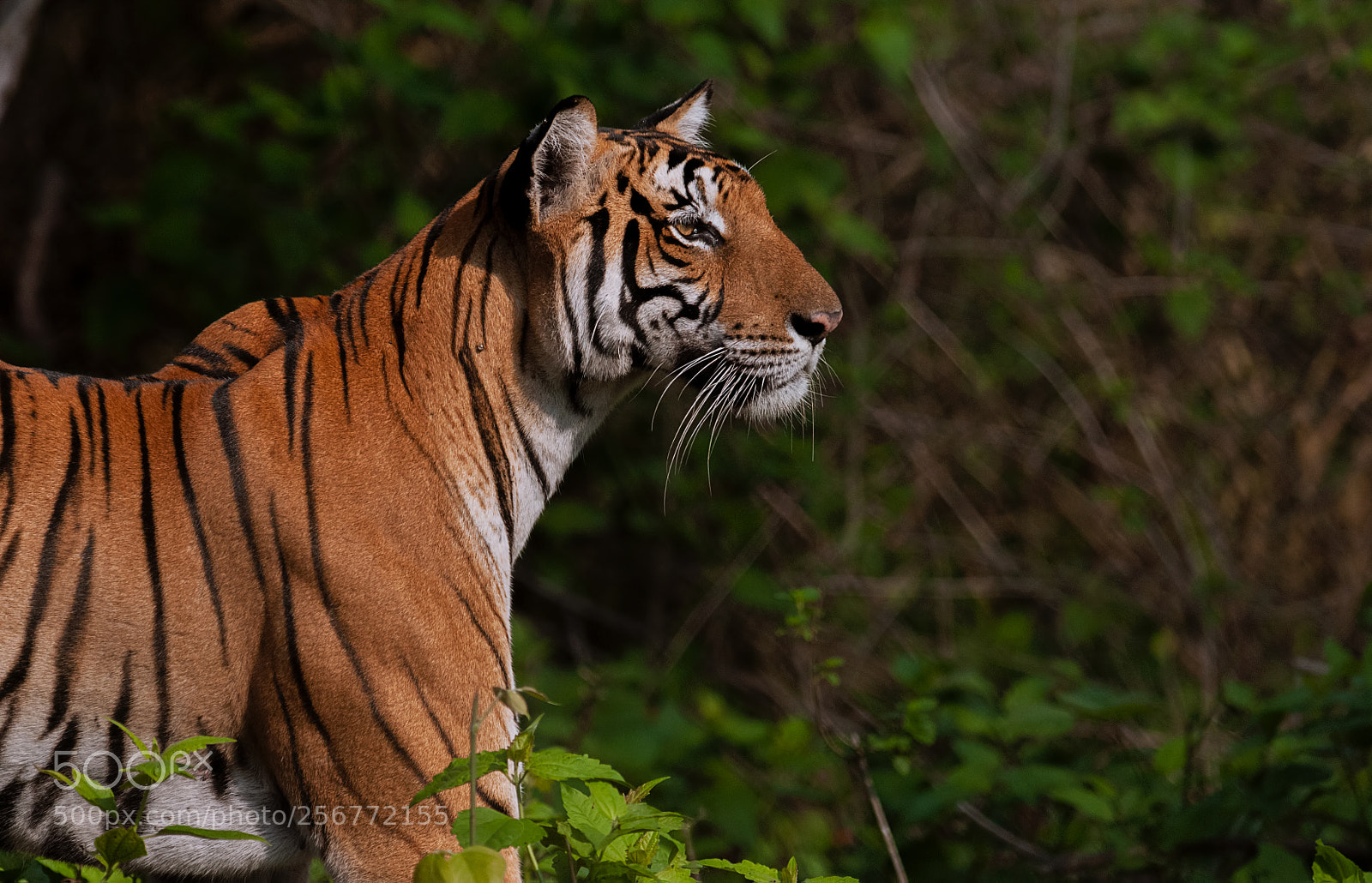 Nikon D300S sample photo. Tigress photography